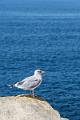 2019_09_08_Bretagne (0067)